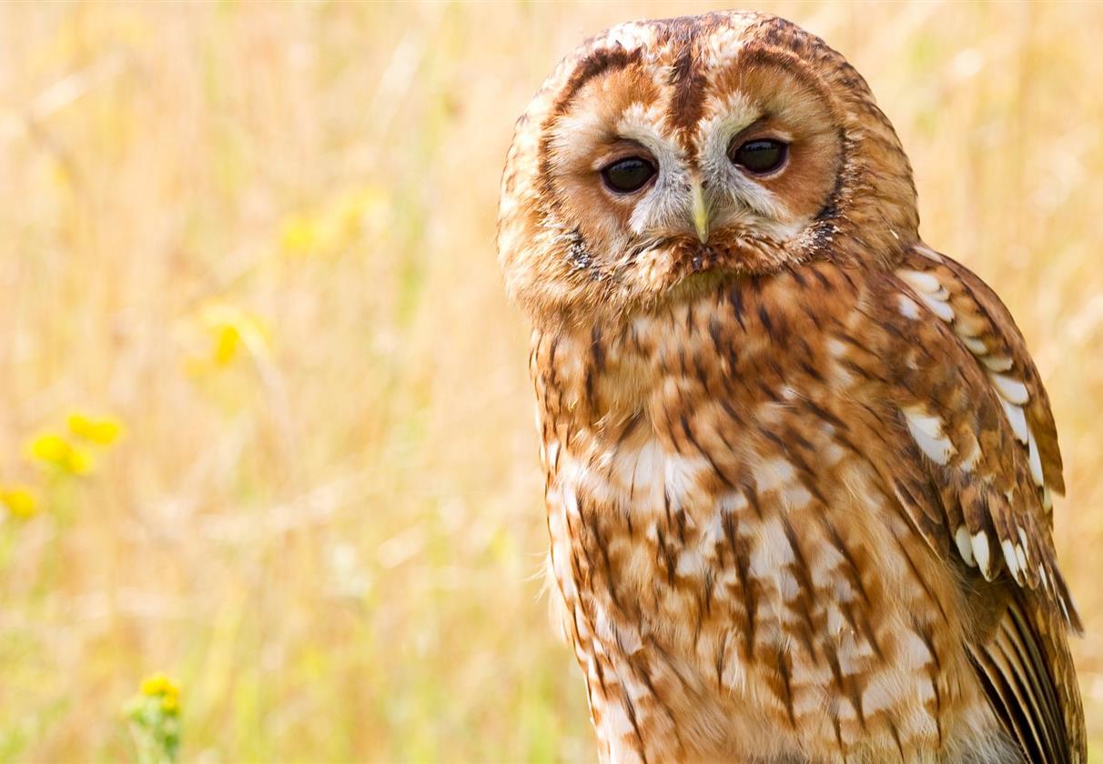 3 Hour Falconry Experience (Non-Refundable)