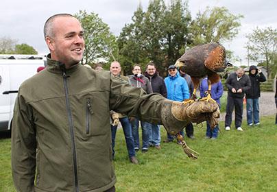 Falconry Experiences