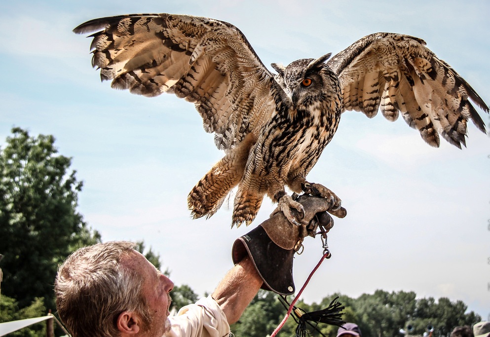Elite Falconry Experience