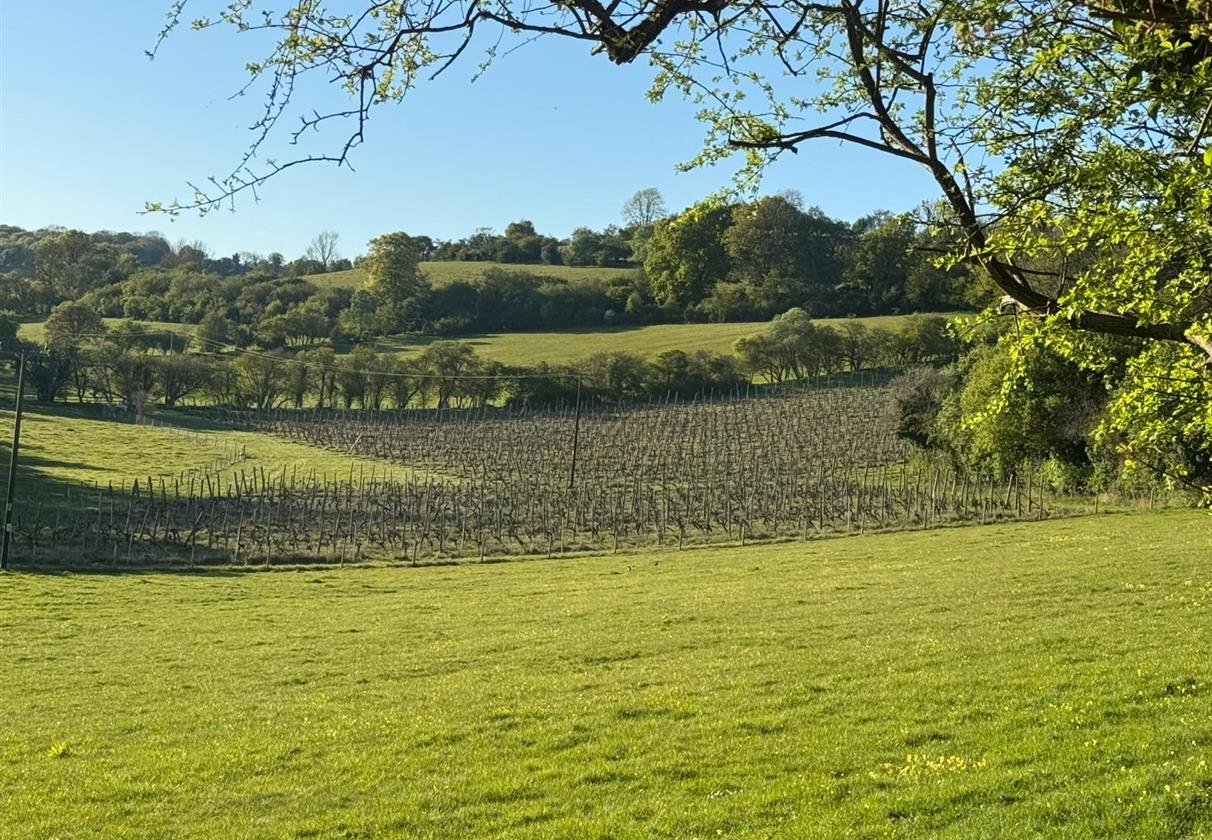Steam Railway & English Vineyard Discovery Day with 1 pm Lunch